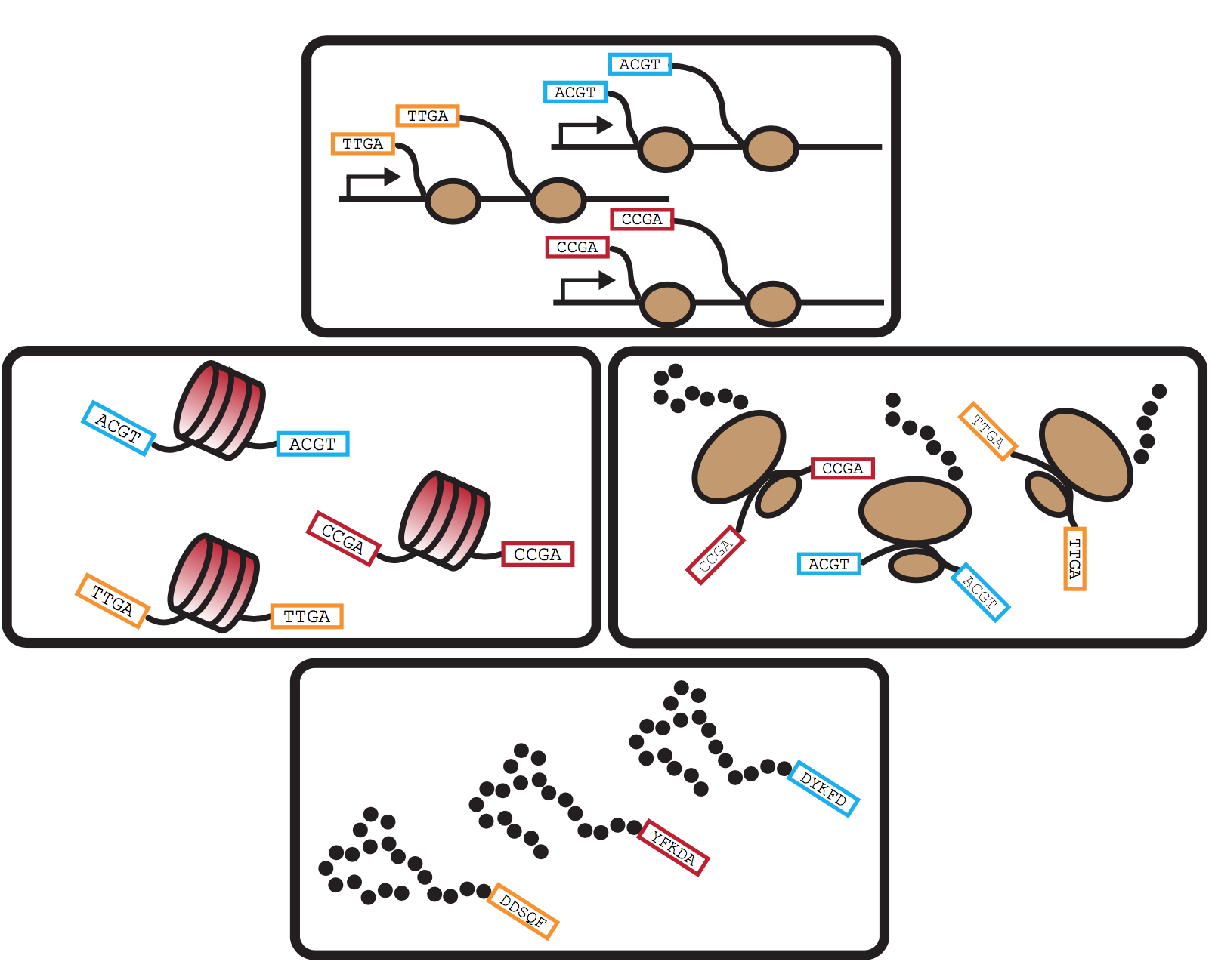 *novel molecular technologies to study chromatin & transcription*