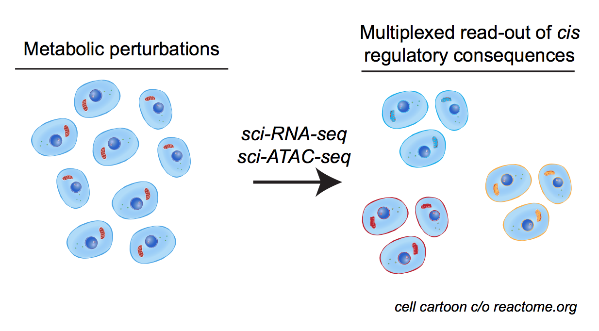 in vivo *mapping & quantitative* in vitro *reconstitution of chromatin-based regulation*