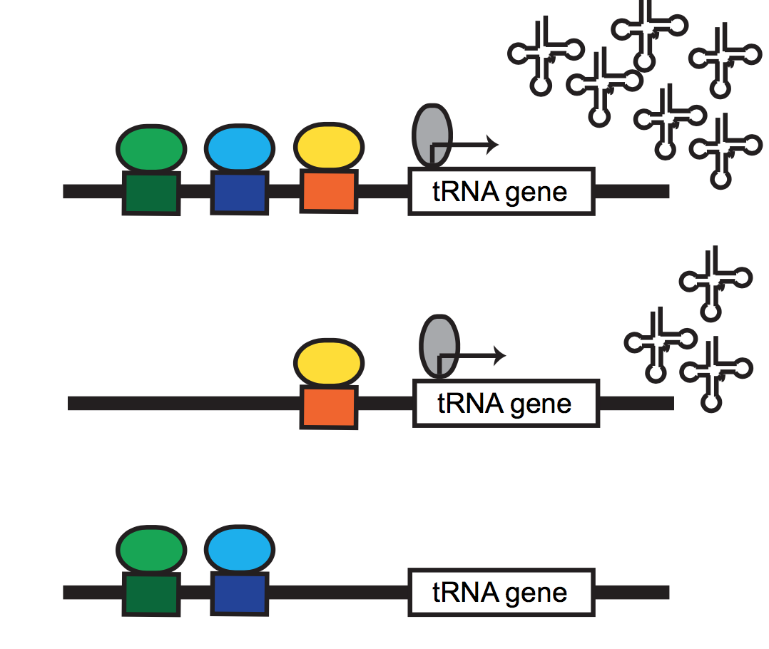 *regulation of metazoan RNA polymerase III transcription*