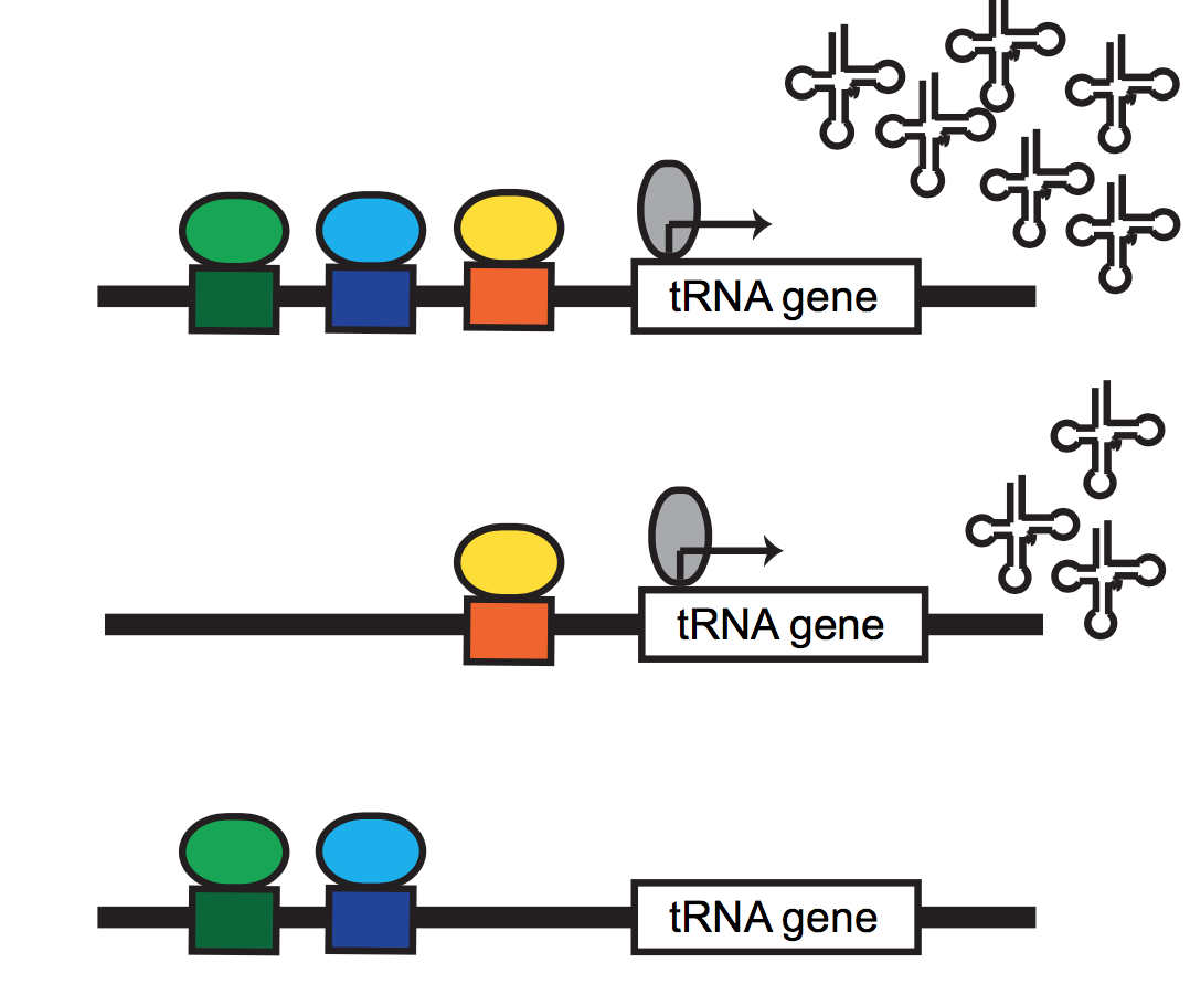 *physiological chromatin computation in health & disease*